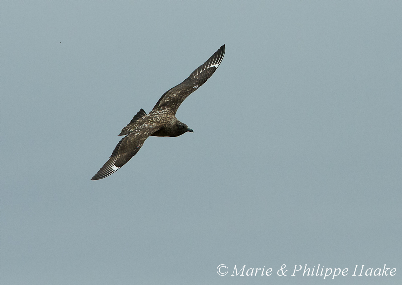 Grand labbe 3714.jpg - Grand Labbe, Stercorarius skua, Great Skua (Runde, Norvège, juin 2012)